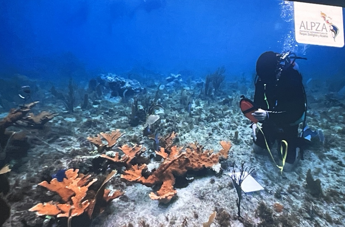 “Queremos hacer algo realmente transformador por los arrecifes”: Eloy Ramírez Matus