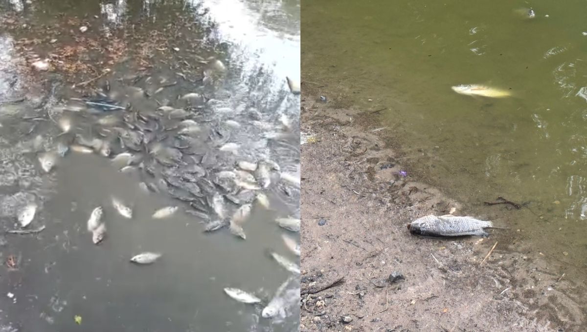 Las imágenes de los peces muertos circulan en redes sociales. | Especial