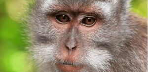 Un experimento reciente enfocado en monos plantea nuevas pautas sobre el rejuvenecimiento y tratamientos futuros.