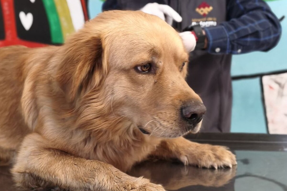 El lomito fue hallado solo en una casa deshabitada, donde llevaba mes y medio sin recibir cuidados básicos.