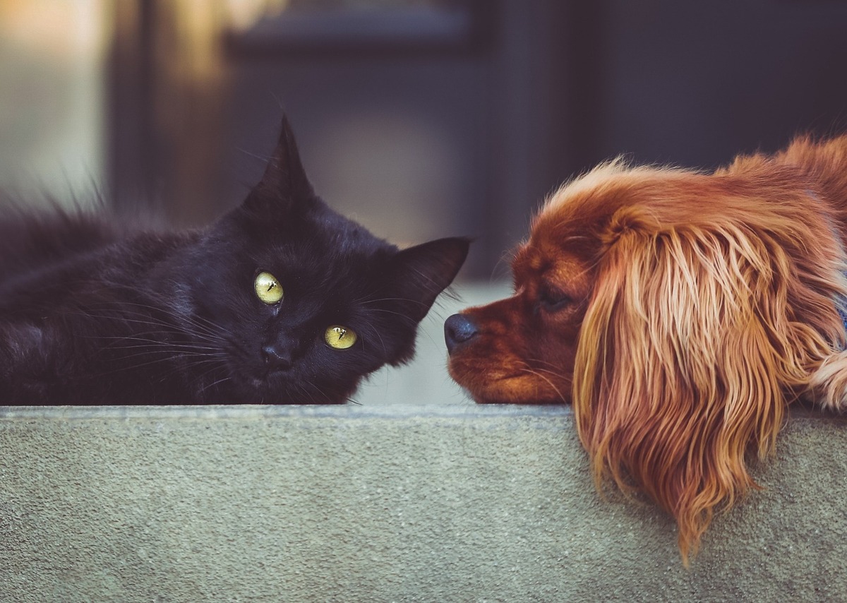 México alberga entre 28 y 29.7 millones de perros y gatos. | Pixabay