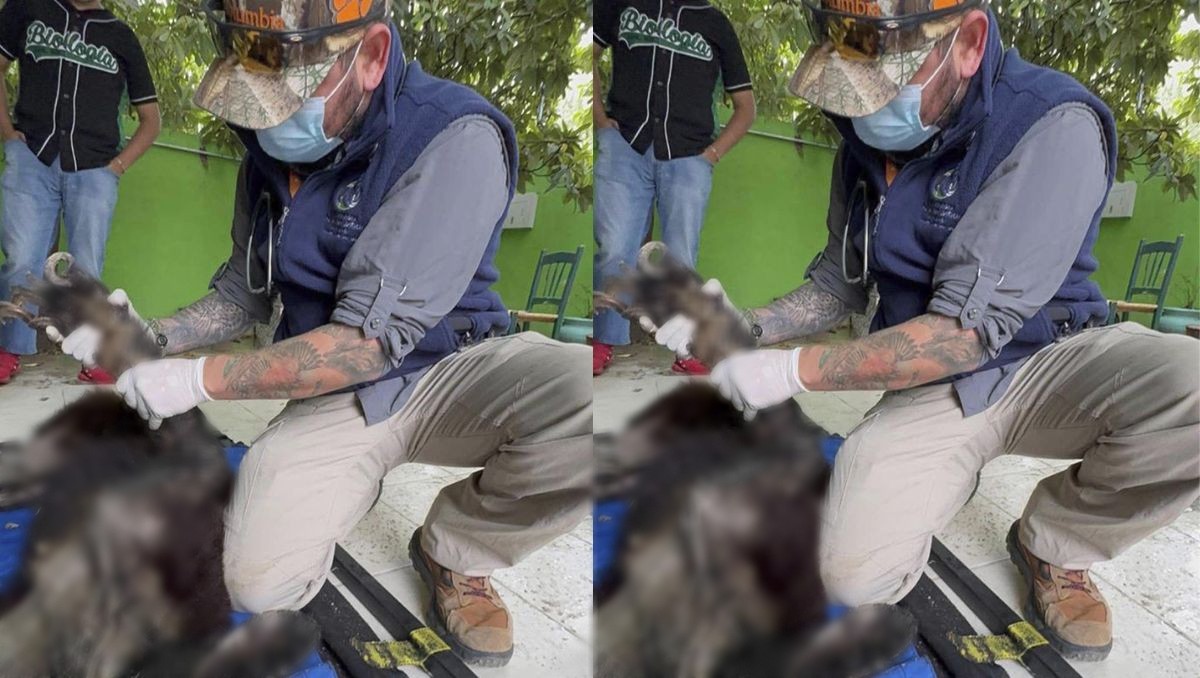 El estado de salud del ejemplar continúa bajo observación especializada | Especial