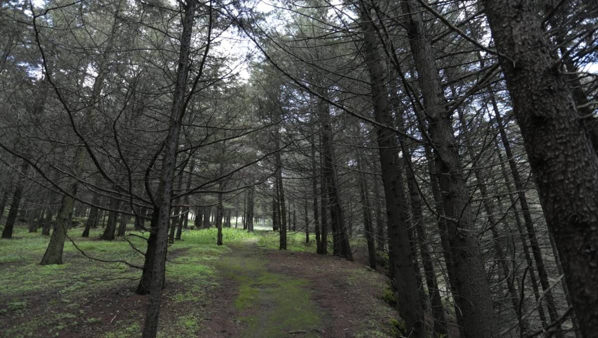Sembrar un árbol por cada nacimiento podría repoblar bosques, pero los esfuerzos en México siguen siendo aislados. Foto: Iván Carmona