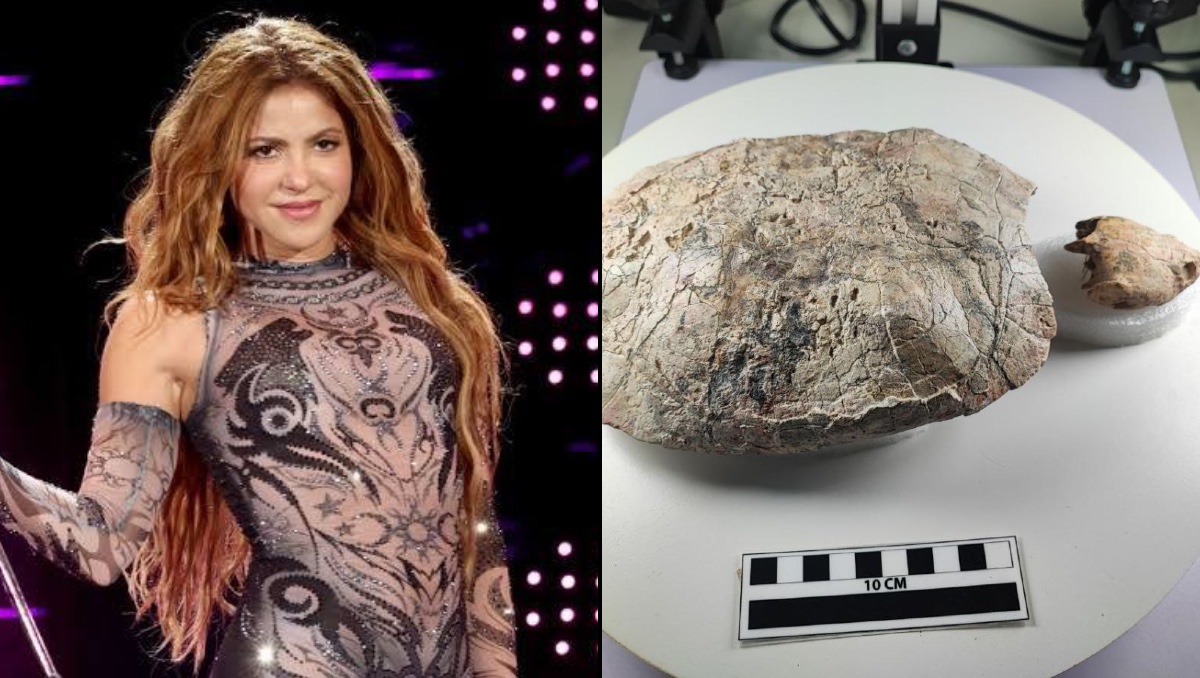 Shakira inspira el nombre de Shakiremys, nueva especie de tortuga fósil colombiana