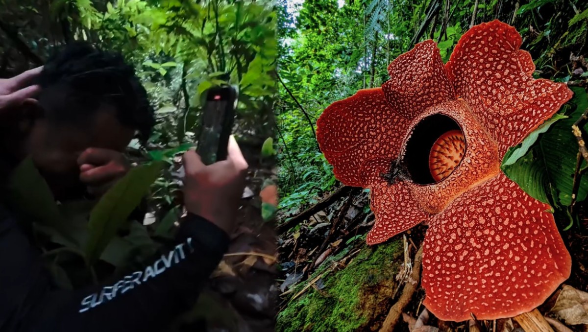 Biólogo llora desconsoladamente tras encontrar la flor más rara del mundo; la buscó por 13 años | VIDEO