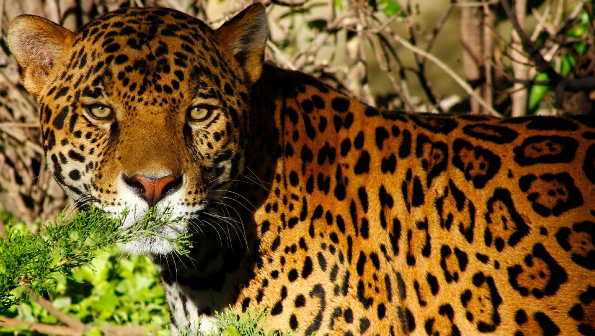 El jaguar habita en la Reserva Natural El Cielo, en Tamaulipas.