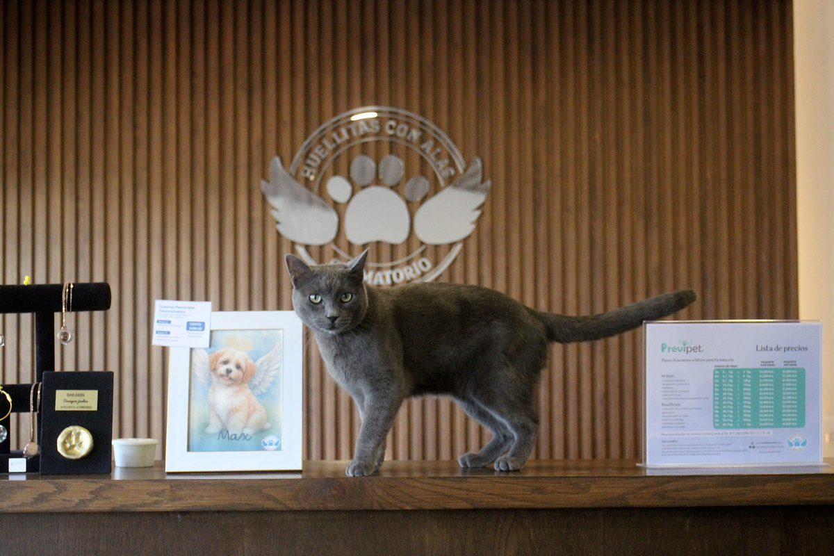 En La Laguna, aumentan servicios de cremación para mascotas. (Rolando Riestra)