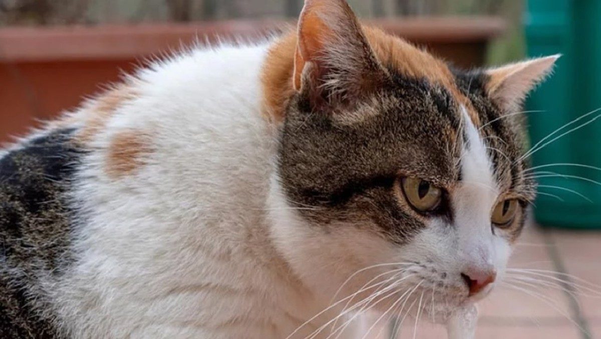 León: denuncian envenenamiento de gatos en Gran Jardín | Especial