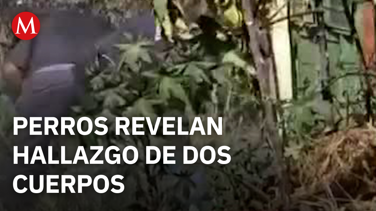 Perros callejeros revelan hallazgo de dos cuerpos en Guanajuato