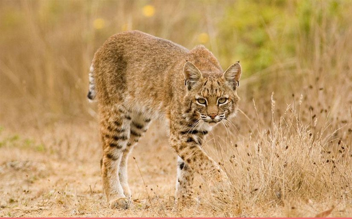 Más grande que un gato doméstico, con cuerpo compacto, patas firmes y una cola corta; de ahí su nombre en inglés “bob-cat”, gato de cola corta.