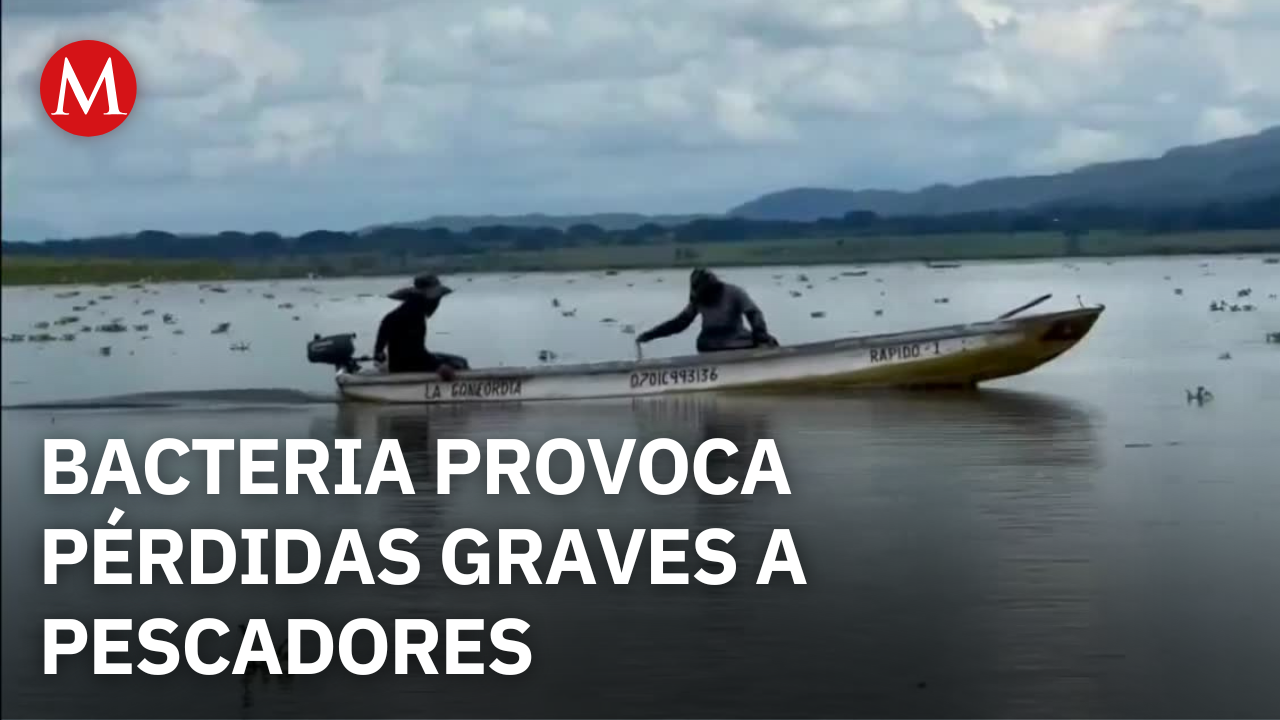 Infección por bacteriana afecta producción de tilapia en Chiapas