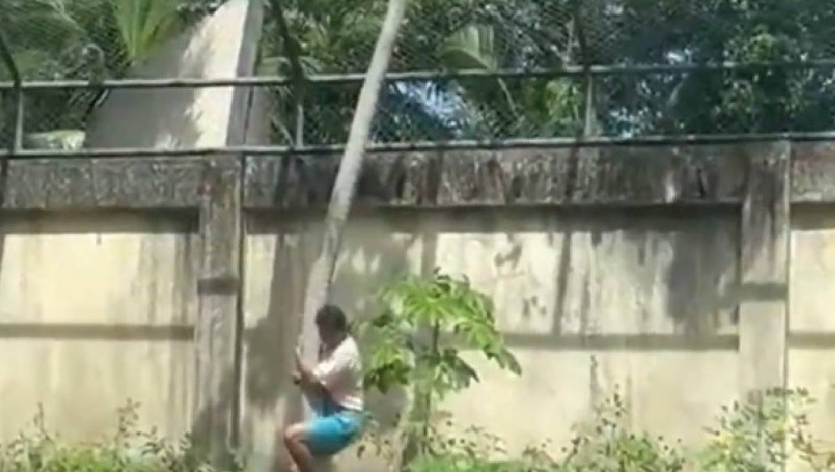 Leona mata a un hombre en zoológico de Brasil; víctima habría entrado a jaula para quitarse la vida | Video