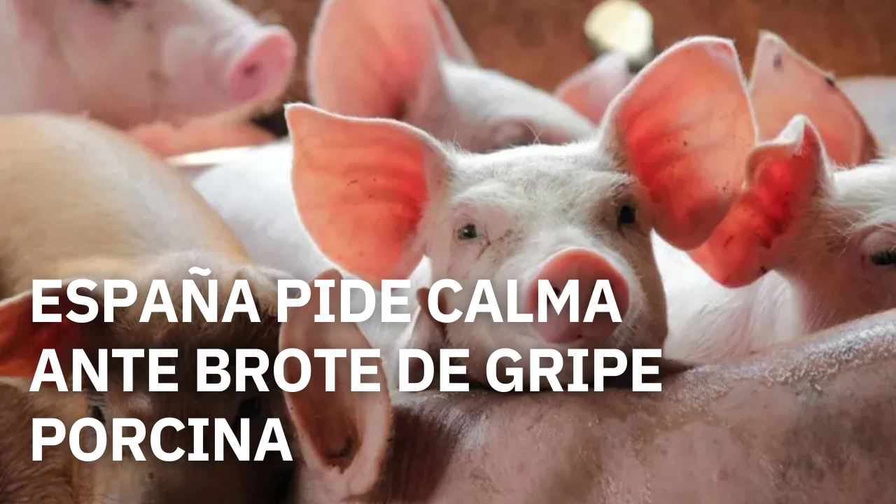 España pide calma ante brote de gripe porcina y refuerza medidas sanitarias