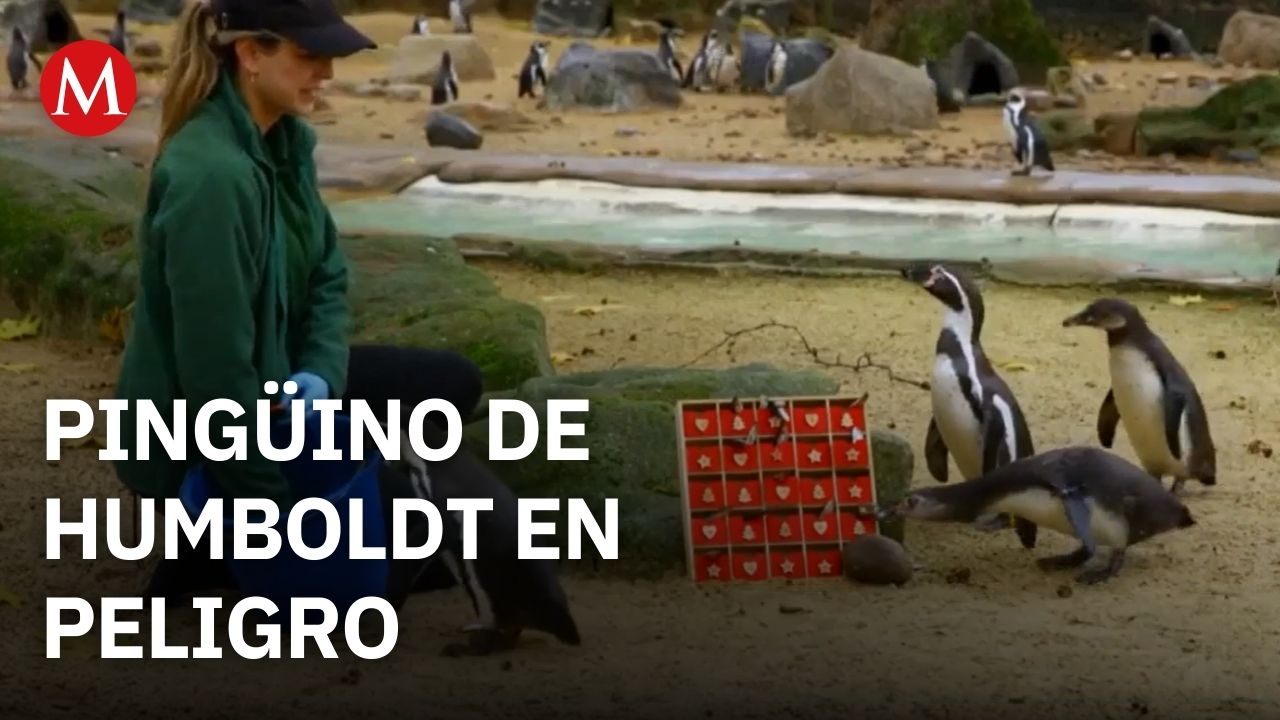 Pingüinos de Humboldt, nativos de Chile y Perú, están clasificados como especie vulnerable