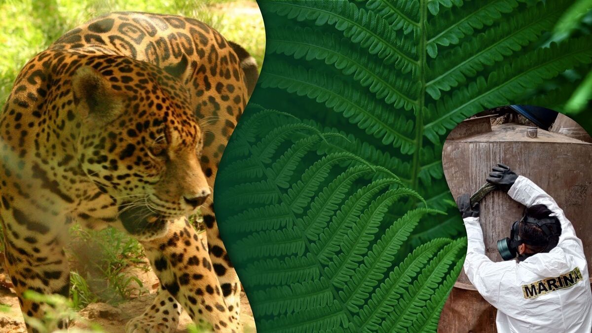 El tráfico de precursores químicos estaría detrás de la comercialización de animales (Diseño: Rafael Mejía).