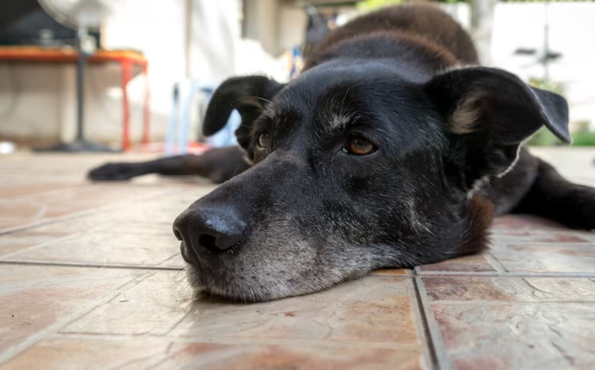 La mayor parte de las denuncias están relacionadas con abandono, descuido extremo y actos de crueldad. | Freepik