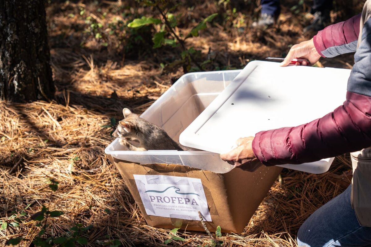 Ejemplares tuvieron un retorno a un entorno natural seguro. (Cortesía)