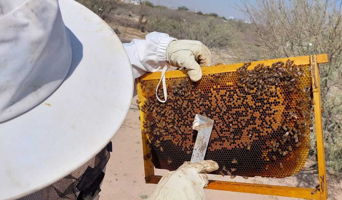 El mejoramiento genético de la abeja; nueva alternativa para la apicultura en La Laguna. | Manuel Guadarrama