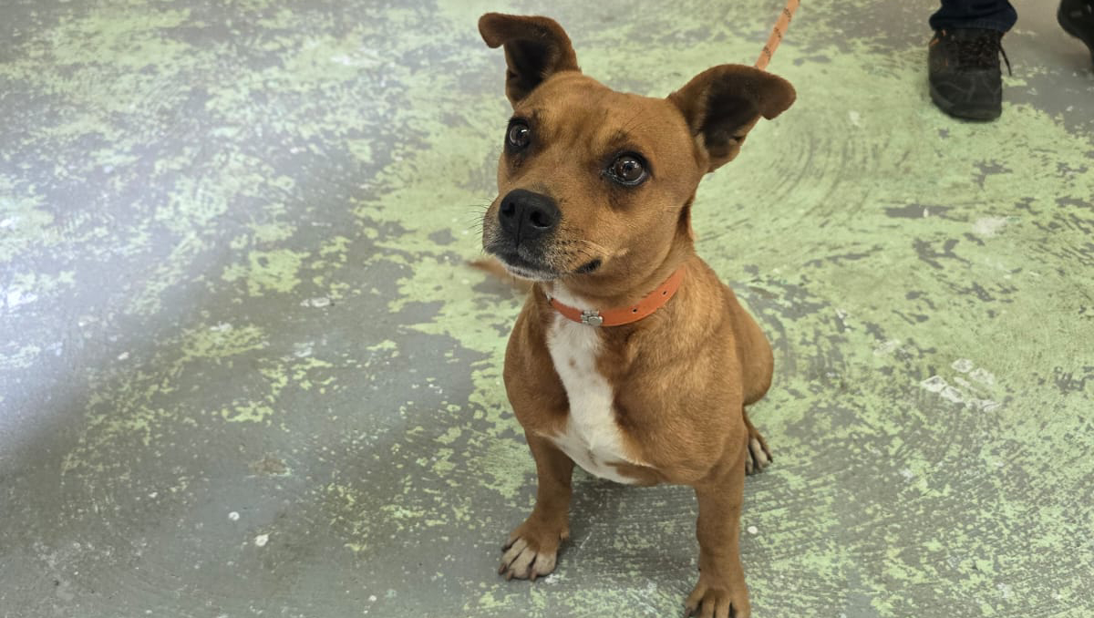 La perrita fue nombrada "Cami" por que fue vista por ´primera vez en Cuatro Caminos. | Foto: Ernesto Guzmán