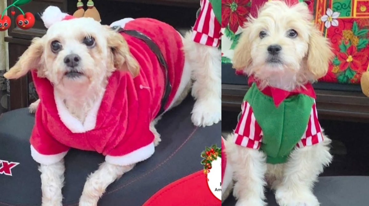 La perrita sobrevivió a la explosión en La Concordia, poco después tuvo su camada, pero no sobrevivieron todos. | Especial