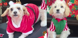 Cereza y Cerecito, perritos rescatados en Iztapalapa, se integran a los festejos navideños del refugio Huellitas.