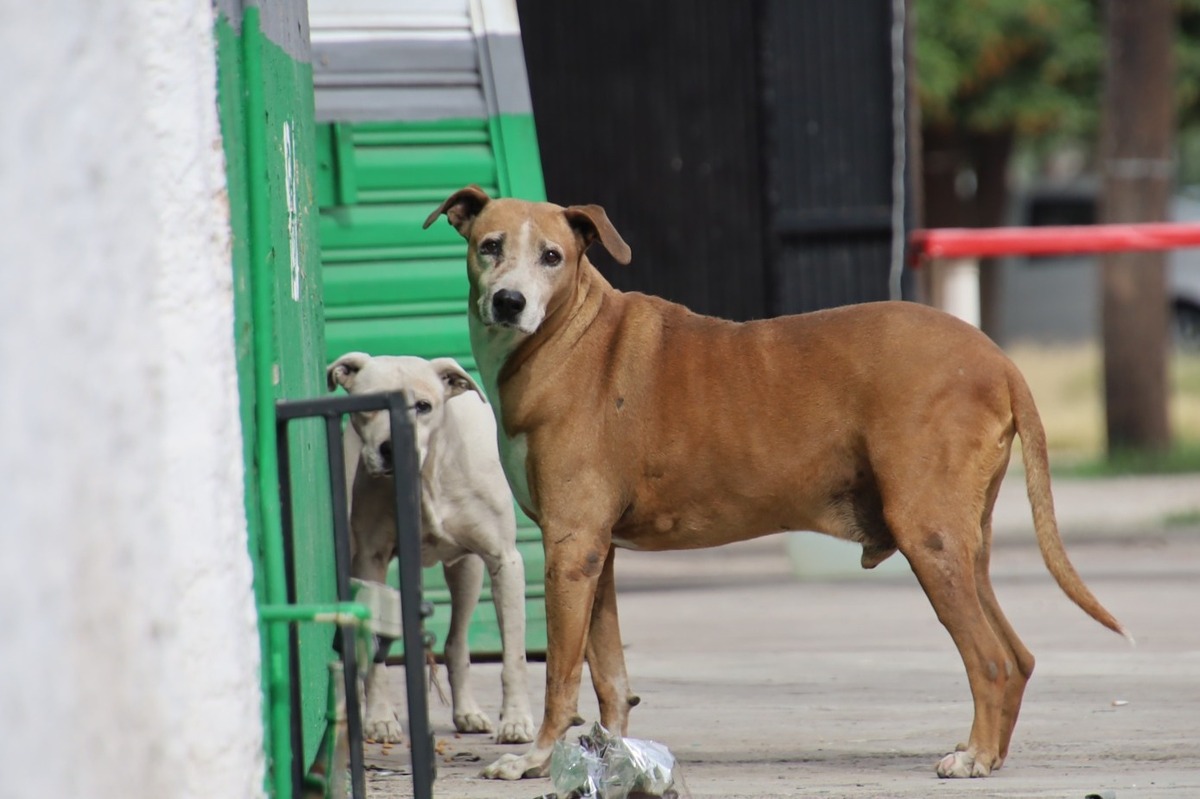 Perros en Torreón. |  Verónica Rivera