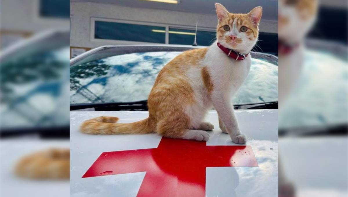 Cruzberto, un michi que se desempeñó como un miembro fiel de la Cruz Roja Toluca. Especial