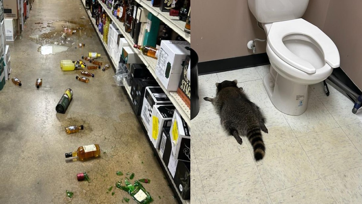 Mapache borracho entra a licorería para robar alcohol y termina desmayado cerca de un baño; fue 'detenido' | FOTOS