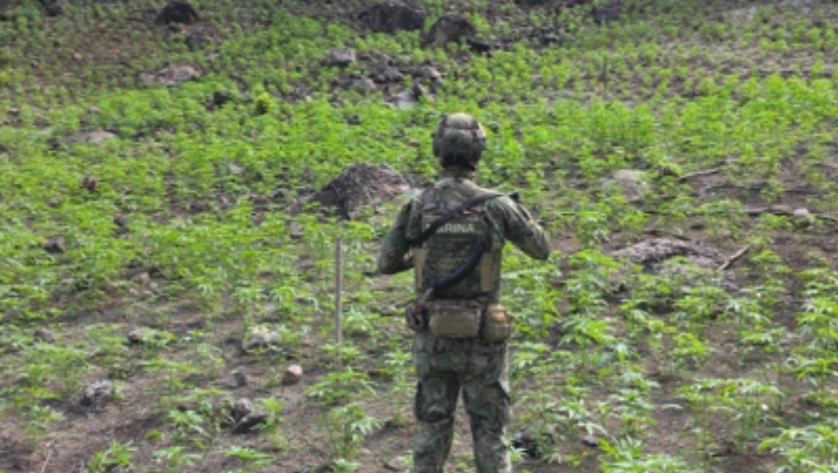 Localizan y queman un área con casi 90 mil plantas de mariguana en Nayarit