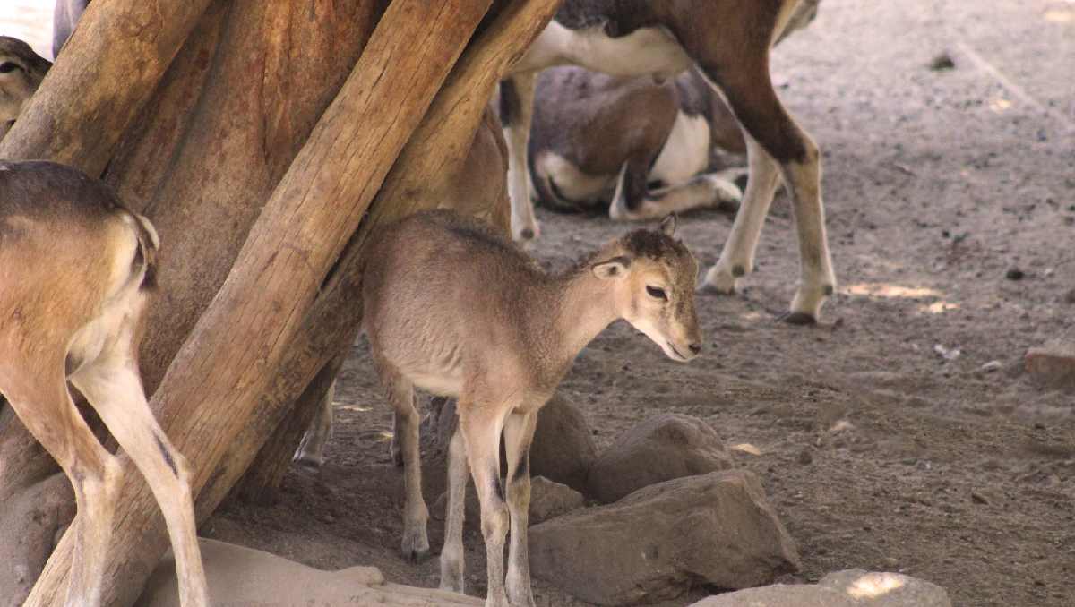 El Zoológico de León denunció ante la Fiscalía de Guanajuato un ataque contra borregos muflones por parte de una jauría de perros.