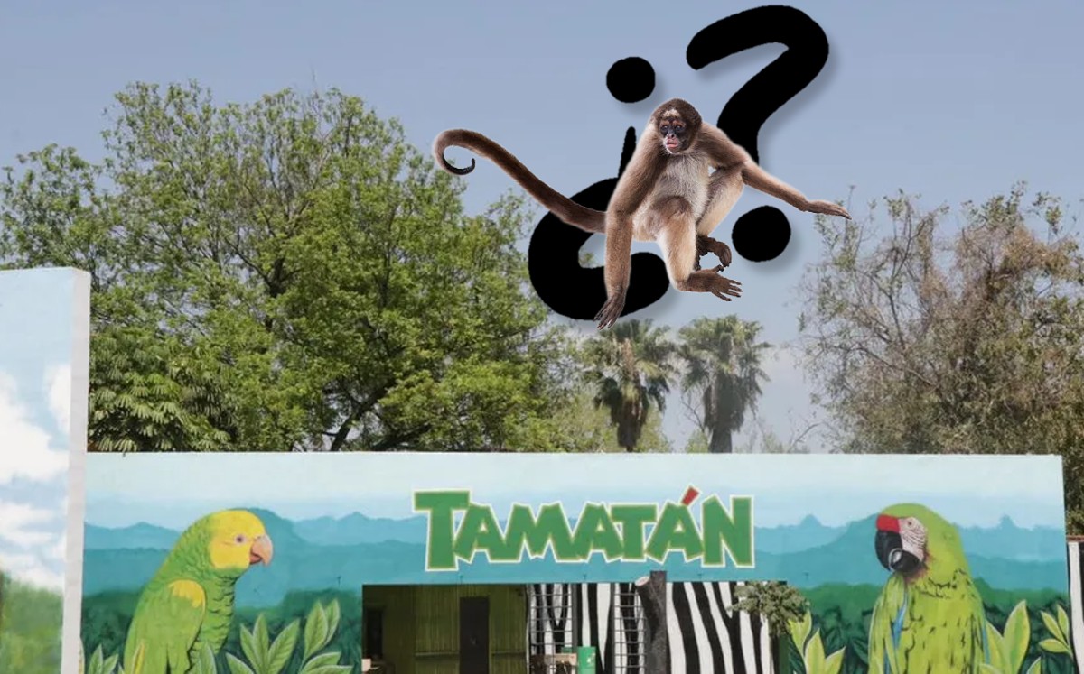 Ejemplares de Mono araña en Zoológico Tamatán se encuentran a salvo. | Especial