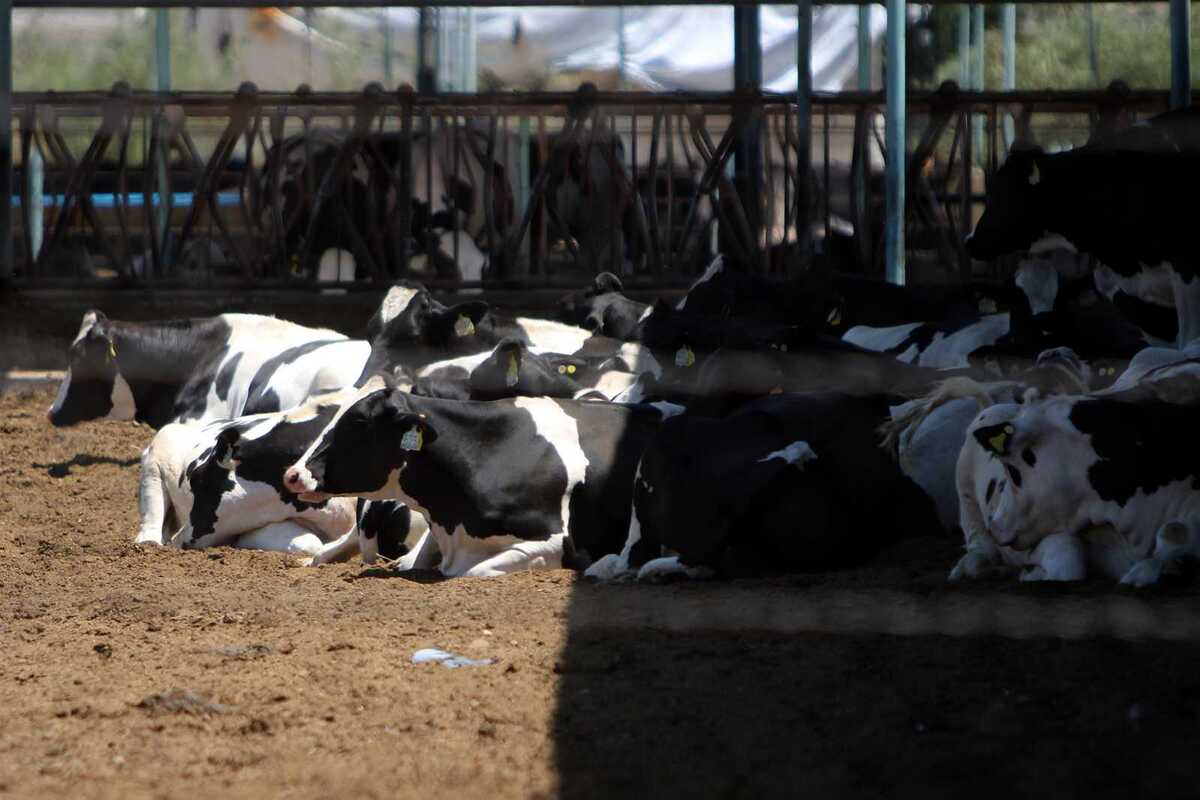 Forma para del plan para apoyar a productores afectados por el cierre de la frontera al ganado en pie.|Rolando Riestra