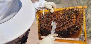 El mejoramiento genético de la abeja; nueva alternativa para la apicultura en La Laguna