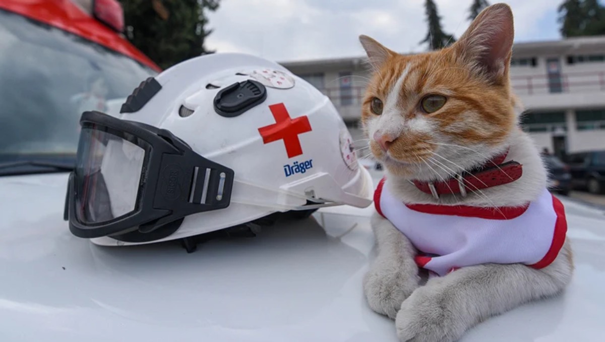 Muere el gatito conocido como Cruzberto. | ESPECIAL