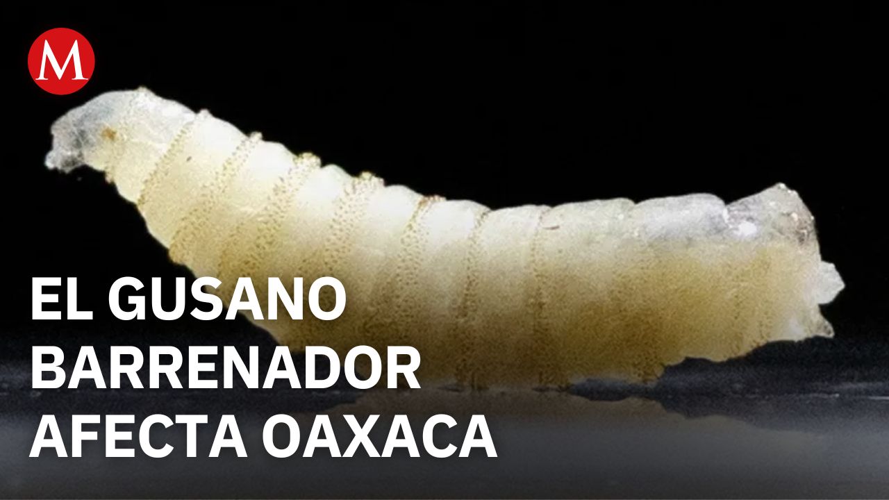 Oaxaca es el segundo estado de México con mayor número de casos de gusano barrenador