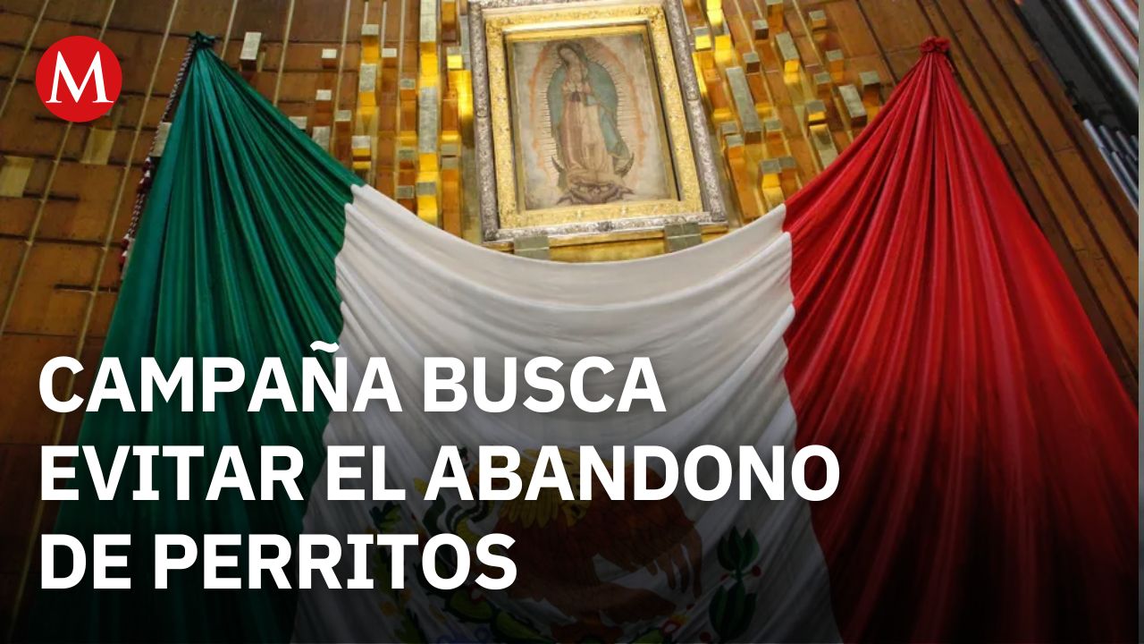 "Perrito Peregrino" busca evitar el abandono de canes durante las peregrinaciones a la Basílica