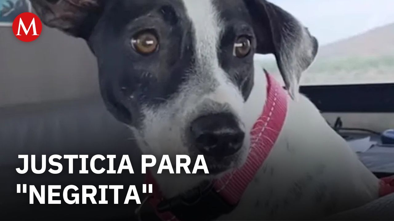 En Tapachula, Chiapas, fue detenido un hombre por maltratar a una perrita y sus cachorros