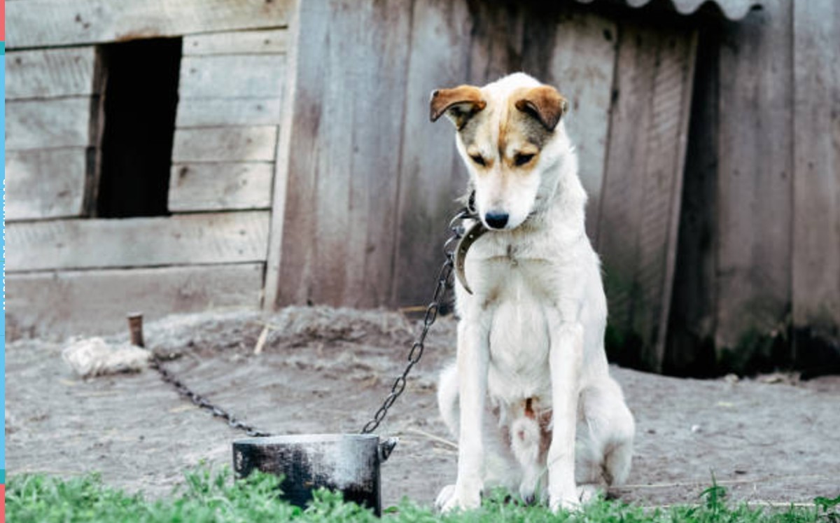 Por semana están esterilizando a 15 mascotas de forma gratuita en la colonia Morelos, Cascajal y Borreguera. | Freepik