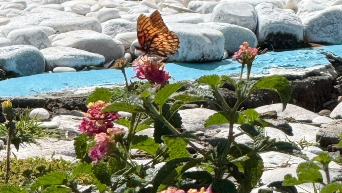 De foco de contaminación a pulmón verde; crean jardín de polinizadores | Especial