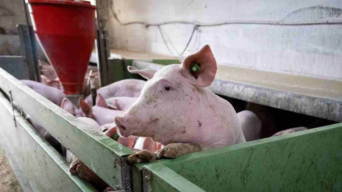 España investiga fuga del virus porcino: cinco laboratorios bajo la lupa en Cataluña