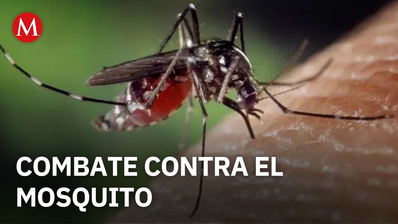 Hidalgo registra 283 casos confirmados de dengue y refuerza nebulización en zonas afectadas