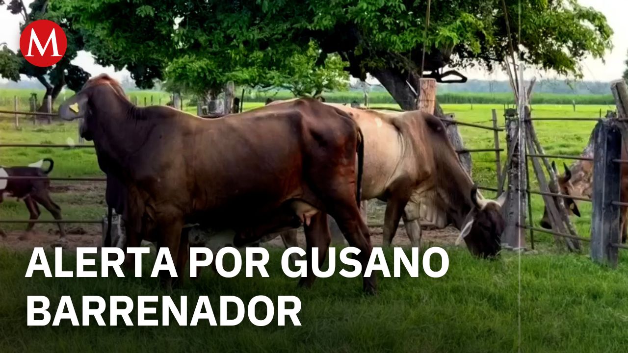 Ganaderos de Chiapas alertan por expansión del gusano barrenador tras brote en Veracruz