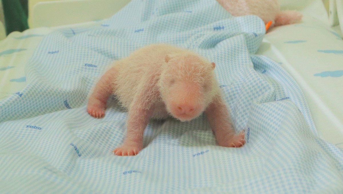 Bebé panda gigante cautiva a internet con FOTOS; nació en Indonesia