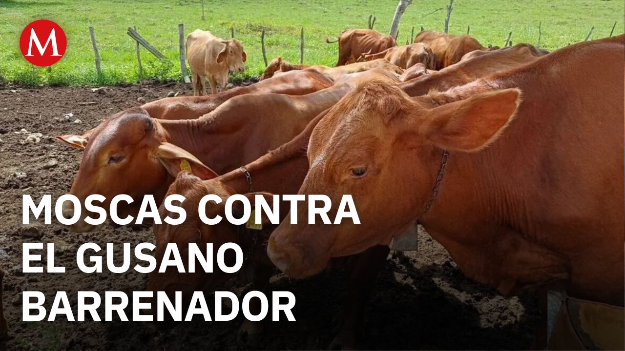 ¿Qué medidas está tomando la autoridad para lidiar con el gusano barrenador? Gabriel Ayala responde