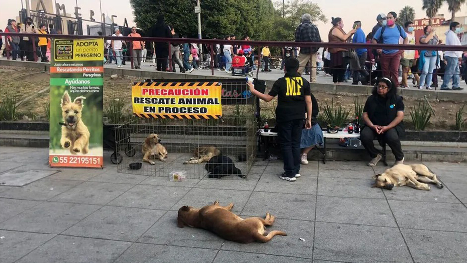 “Perrito Peregrino” busca evitar abandono de mascotas durante peregrinaciones a la Basílica