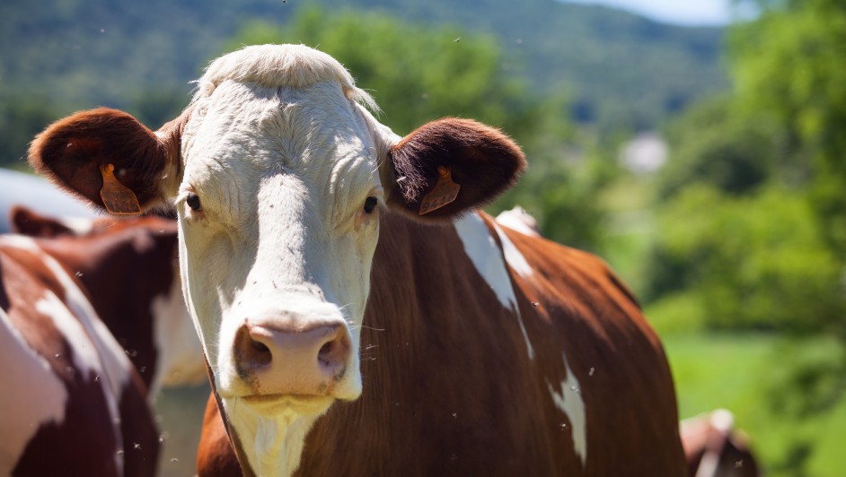 Suman 5 nuevos casos de gusano barrenador en humanos en tan solo una semana
