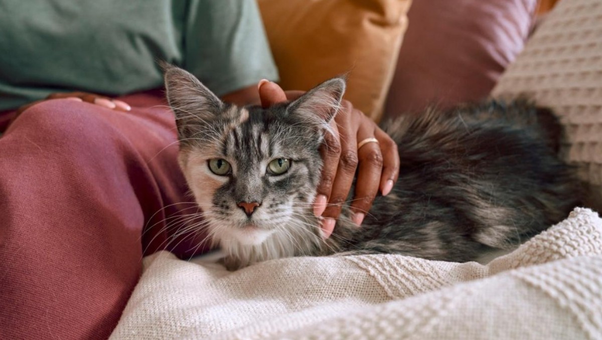 La autonomía de los gatos es una de las principales razones de su preferencia al momento de adoptarlos. | Especial