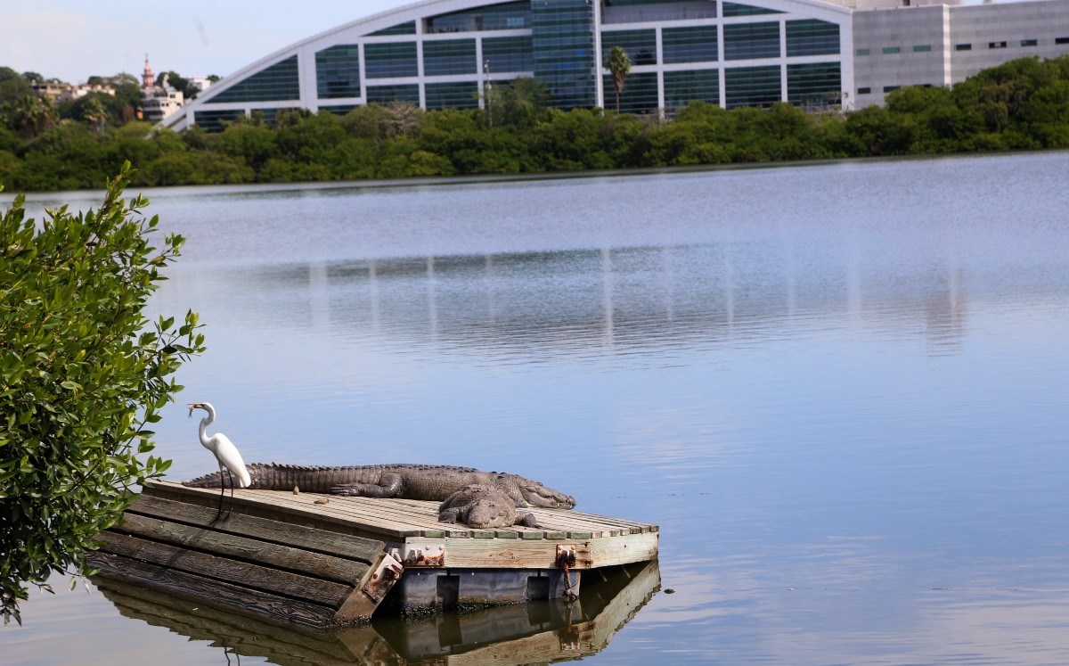 Hoy los saurios son uno de los atractivos naturales más importantes de Tampico. | Yazmín Sánchez
