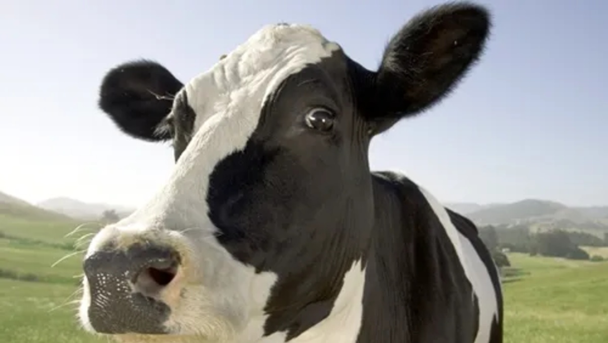 Vaca se comió cartera con más de mil dólares | Imagen Ilustrativa