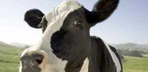 Vaca se comió cartera con más de mil dólares | Imagen Ilustrativa